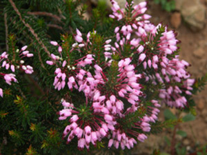 Vivers Càrex - Erica multiflora 